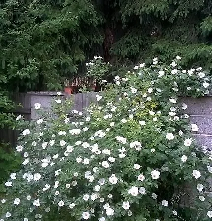 Podkrovi -